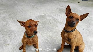 台灣土狗，@台灣犬，赤色虎斑，70幾天，