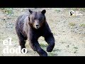 Un oso que entrenaba a perros a cazar al fin es libre