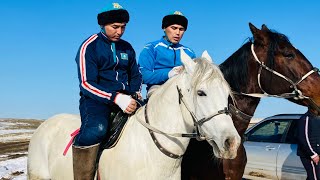 Астана Ильхам мырзанын Министр атты Тулпары. Министр 25 миллион
