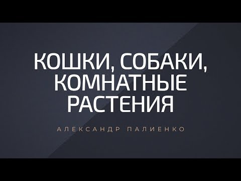 Кошки, собаки, комнатные растения. Александр Палиенко.