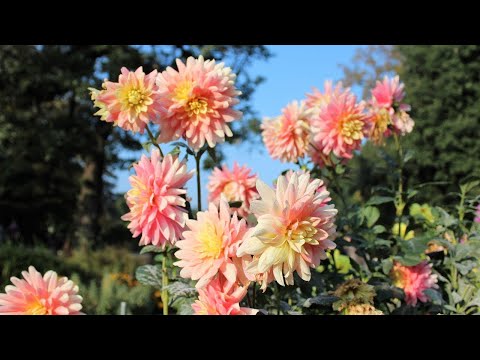 Lyon - Parc de la Tête d'Or - Le Jardin botanique - Rhône