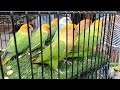 Lalukhet bird market Sunday video latest update 16/8/ 2020 in Urdu Hindi