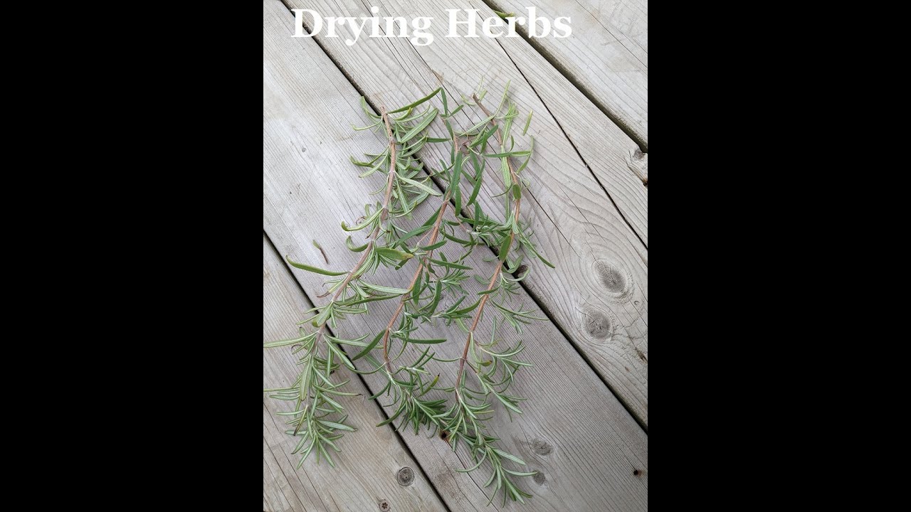 Hanging herbs to dry