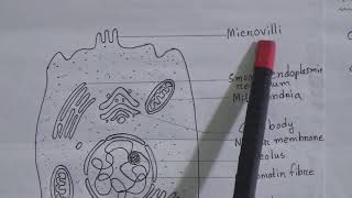 Class: Seven, Subject: Science (Lecture- 01), Topic: Assignment-2