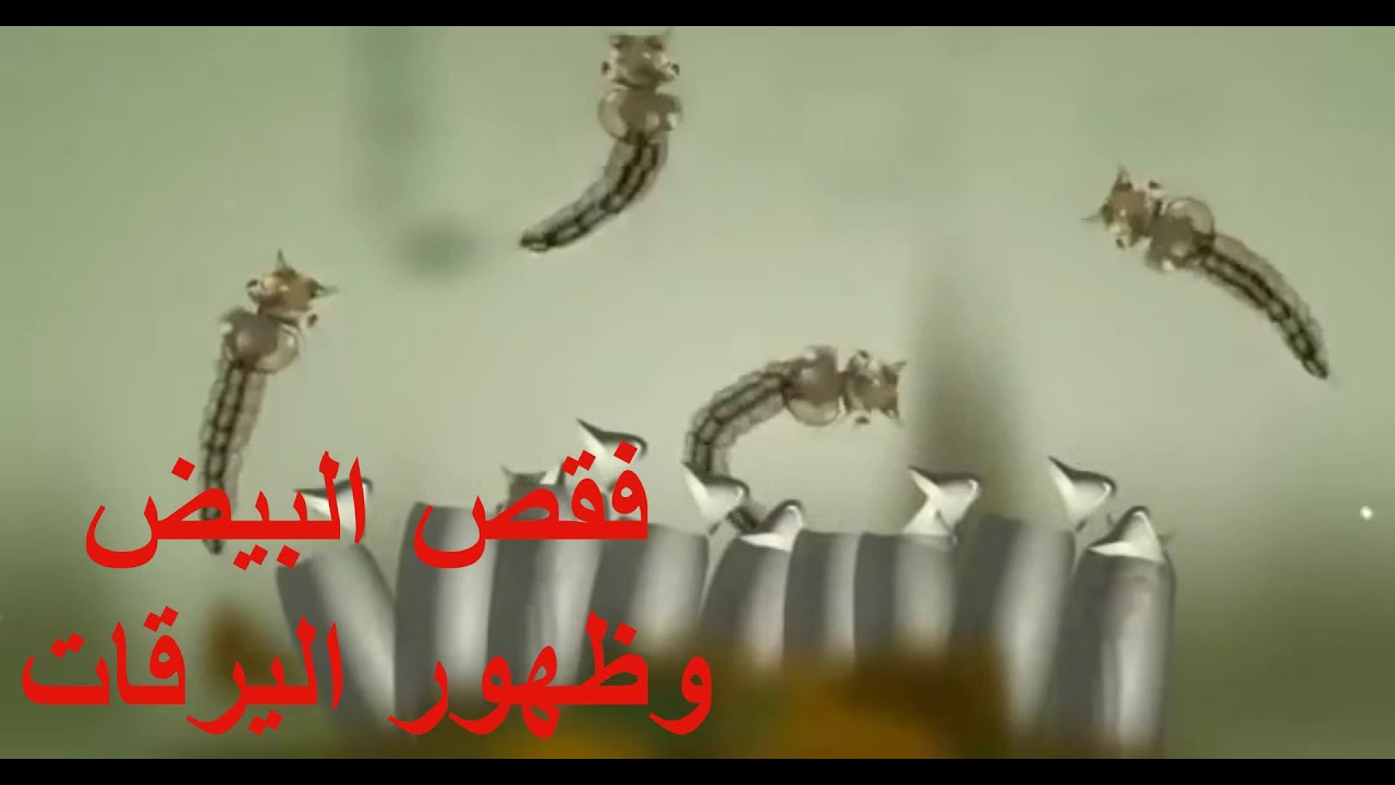 دورة حياة البعوض يوتيوب