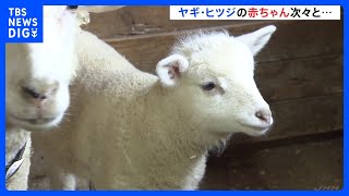 兵庫の牧場公園でベビーラッシュ　ヤギやヒツジの赤ちゃんが次々に誕生｜TBS NEWS DIG