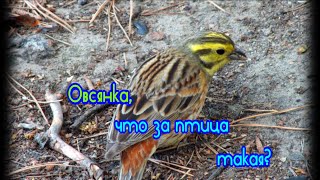 Птичка овсянка, какая она?\Oatmeal bird, what is it like?