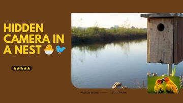Hidden Camera in A Nest 🐣🐦 | bird reproduction cycle | beautiful bird