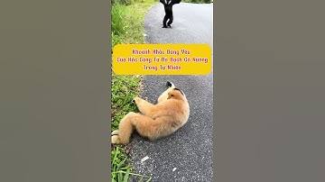 Khám Phá Vẻ Đáng Yêu Của Hắc Công Tử Và Bạch Cô Nương | Wildlife Vietnam #hắccôngtử #bạchcônương