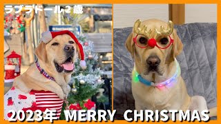 【ラブラドールレトリーバー】2023年　MERRY CHRISTMAS！　美味しい楽しいクリスマスを過ごす大型犬 by ルパンのしっぽ 416 views 4 months ago 5 minutes, 25 seconds