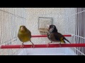 chardonneret algerien noir x canari [ Exeptionnel]