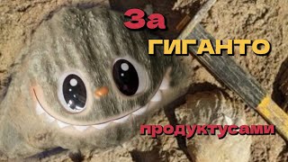 Окаменелости Калужской области. Часть 1. Экспедиция за гигантопродуктусами и стигмариями.