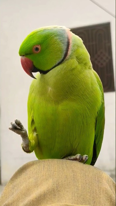 meow meow #parrot #talkingparrot #parrotvideos #greenparrot #petbird #bird #parrotstars #talkingbird