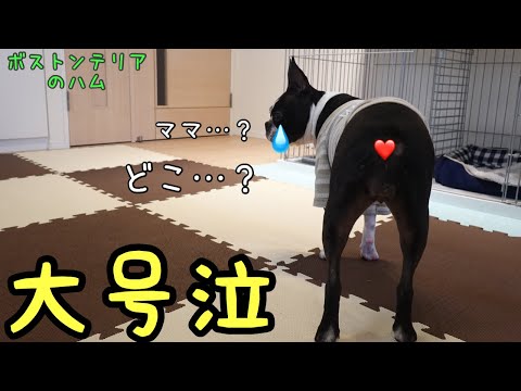ママがいないと大泣きする弱虫なボストンテリア
