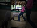 The girls showing there sheep!!! #sheep #showman #livestock