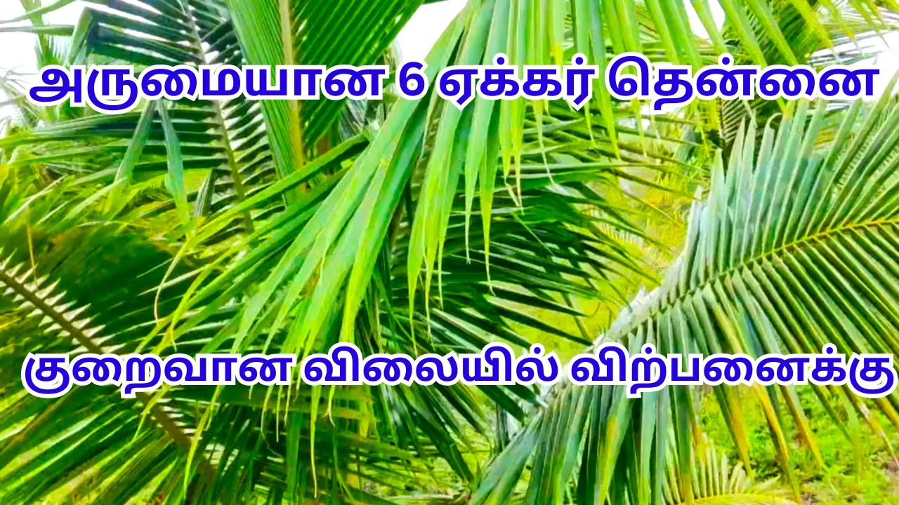 Прекрасные 6 акров кокосовой земли продаются по низкой цене.