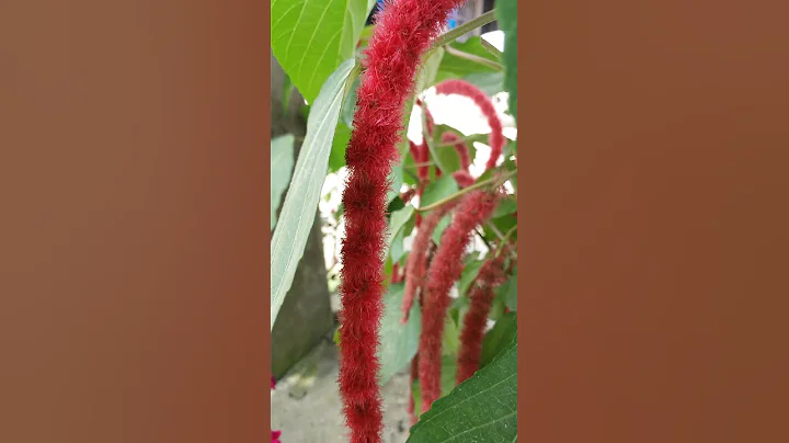 Philippine Medusa Plant| Chenille Plant | Red hot Cat's Tail Flowers | Acalypha Hispida | Fox Tail - DayDayNews