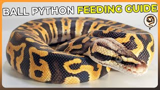 Zde je náš aktualizovaný průvodce krmením krajty královské pro rok 2025!