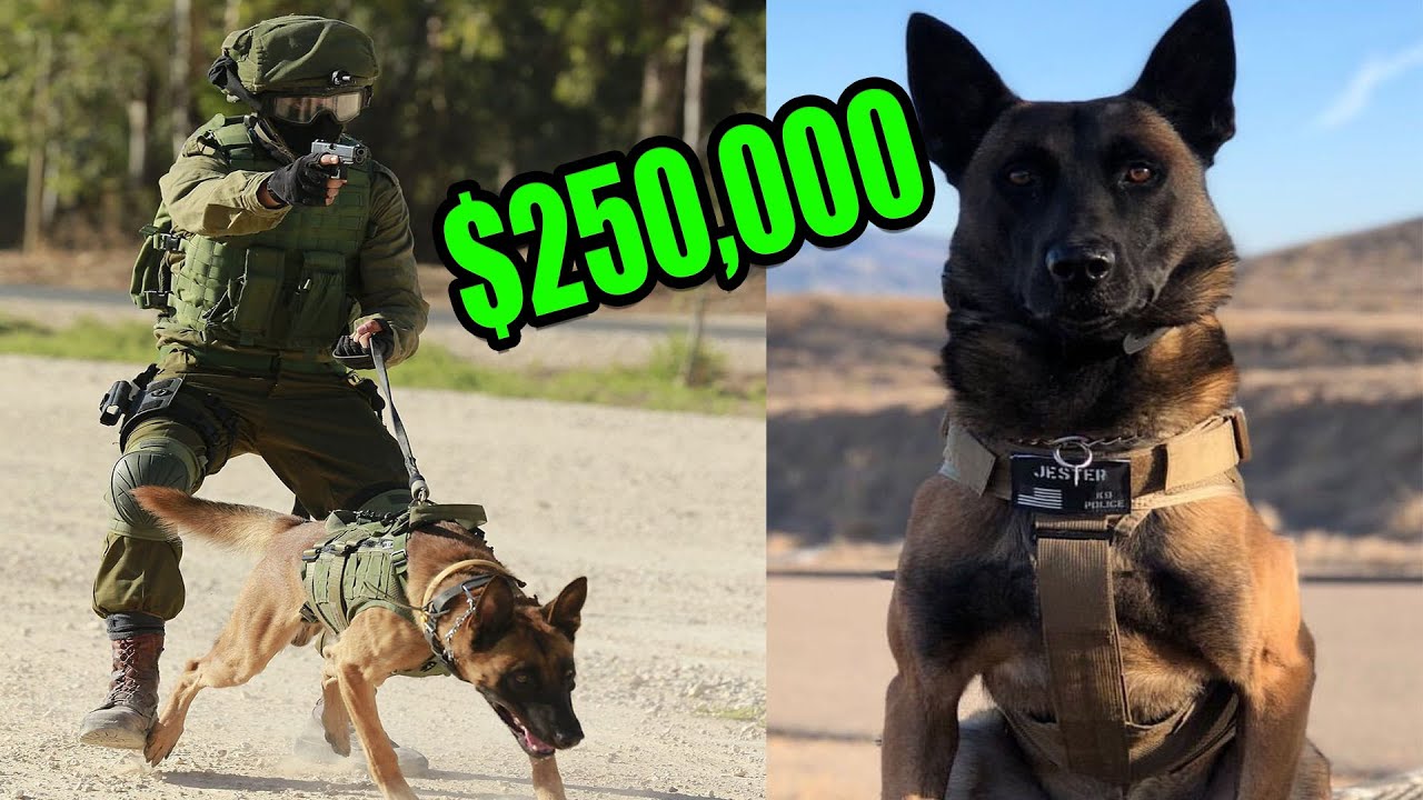 What does a 250000 Elite Protection Dog Look like