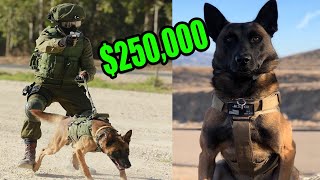 What does a $250,000 Elite Protection Dog Look like? screenshot 3