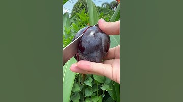Black Plum fruit #yummy #sweet #black #plum #fruit #amsr #shortvideo