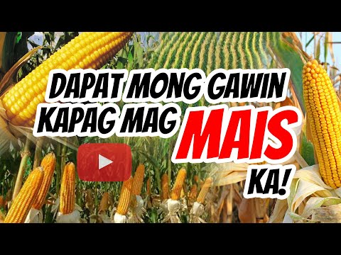 Video: Mais Tamang Pamamaraan Ng Agrikultura