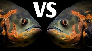 How to stop Oscar fish aggression | Oscar fish aggression | Aggressive Oscar fish .
