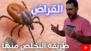 كيفيه التخلص من الحشرات والقراض في الصيف وكيفيه العلاج مع كابتن شريف شحاته