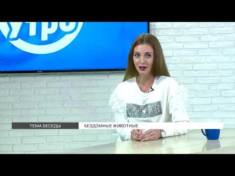 Кормить бездомных животных или нет?