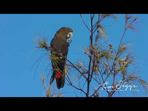 Glossy-black Cockatoo (Calyptorhynchus lathami ) HD Video clip 1/3