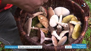 Quels sont les champignons les plus toxiques ?