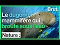 Le dugong, un mammifère marin menacé