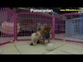 Pomeranian, Puppies For Sale, In, Bellevue, Washington, WA, Yakima, Kitsap, Thurston, Clark, Spokane Pomeranian, Puppies For Sale, In, Bellevue, Washington, WA, Yakima, Kitsap, Thurston, Clark, Spokane