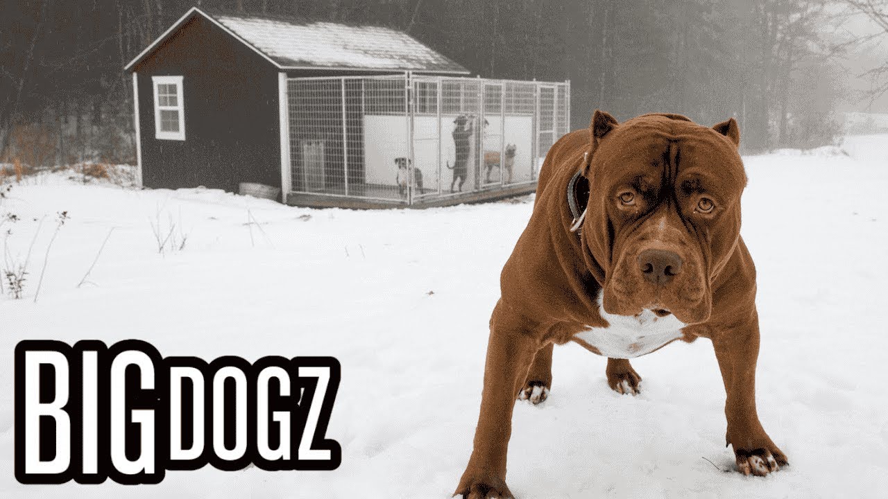 Pit the Massive Dog お値下げ不可 maxresdefault.jpg