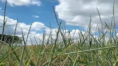 Perennial agriculture systems with intermediate wheatgrass (Kernza®)