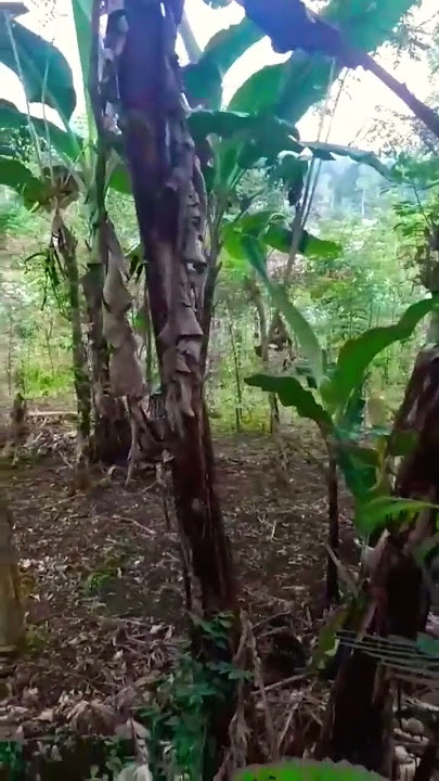 suasana dikebun💕🥰