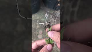 100% effective method of growing gerbera flowers