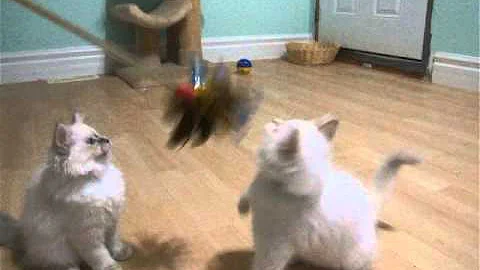 Watch the video about Zanadu Birman kittens/Cajuns' Oct 13,2015