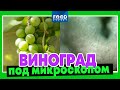 Виноград под микроскопом/ FOOD EXPERT