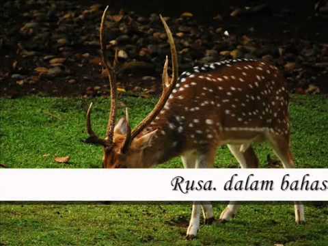 Fauna Hutan Gugur Youtube Fauna Hutan Gugur Youtube