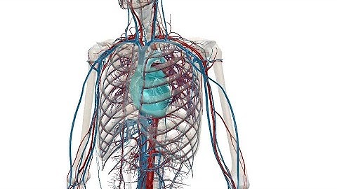 Croix du coeur ở giải phẫu tim nghĩa là gì