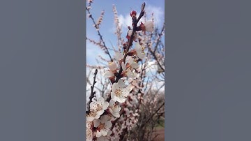 Thumbnail of 🐝🐝Apricot blossom🌺🌺#apricots #bee