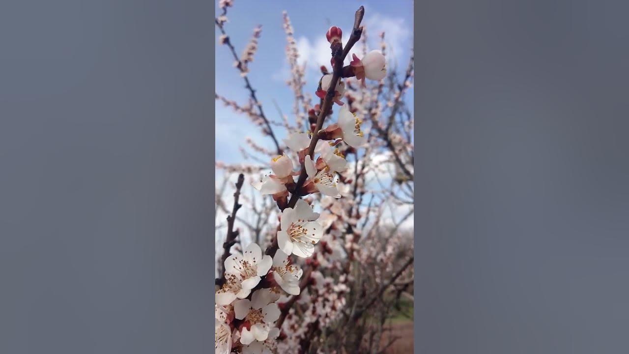 🐝🐝Apricot blossom🌺🌺#apricots #bee 🐝🐝Apricot blossom🌺🌺#apricots #bee