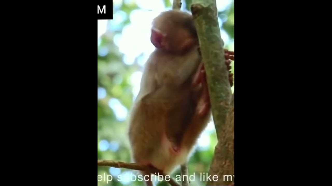 Baby Monkey Nearly Fall down While Sleep on the tree 