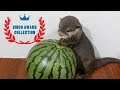 カワウソ ビンゴ【2018年のTOP5総集編】Otter bingo 2018 Top 5 videos