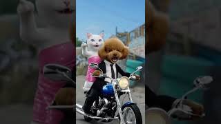 Poor Cat#poorcat #poor #viralshort #catanddogfails #catlife