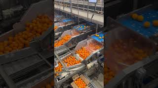 Valley Packline Solutions - VPS Lung Belt feeding Sunkist RTS Pattern Packers (1 of 2)