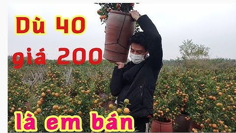 Bán quất tết quất chum dù 40-50 giá chỉ bằng hai phần năm trước quất chum 2022