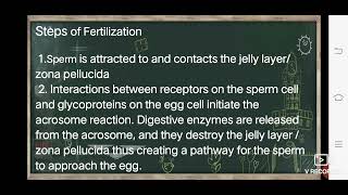 Animal Development(STAGE OF DEVELOPMENT)FERTILIZATION