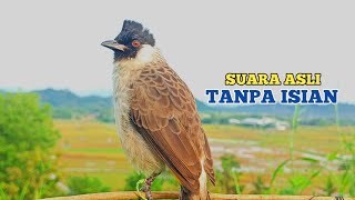 Suara Burung KUTILANG GACOR Memanggil Lawan Cocok Untuk Suara Panggilan Dirumah dan Dihutan